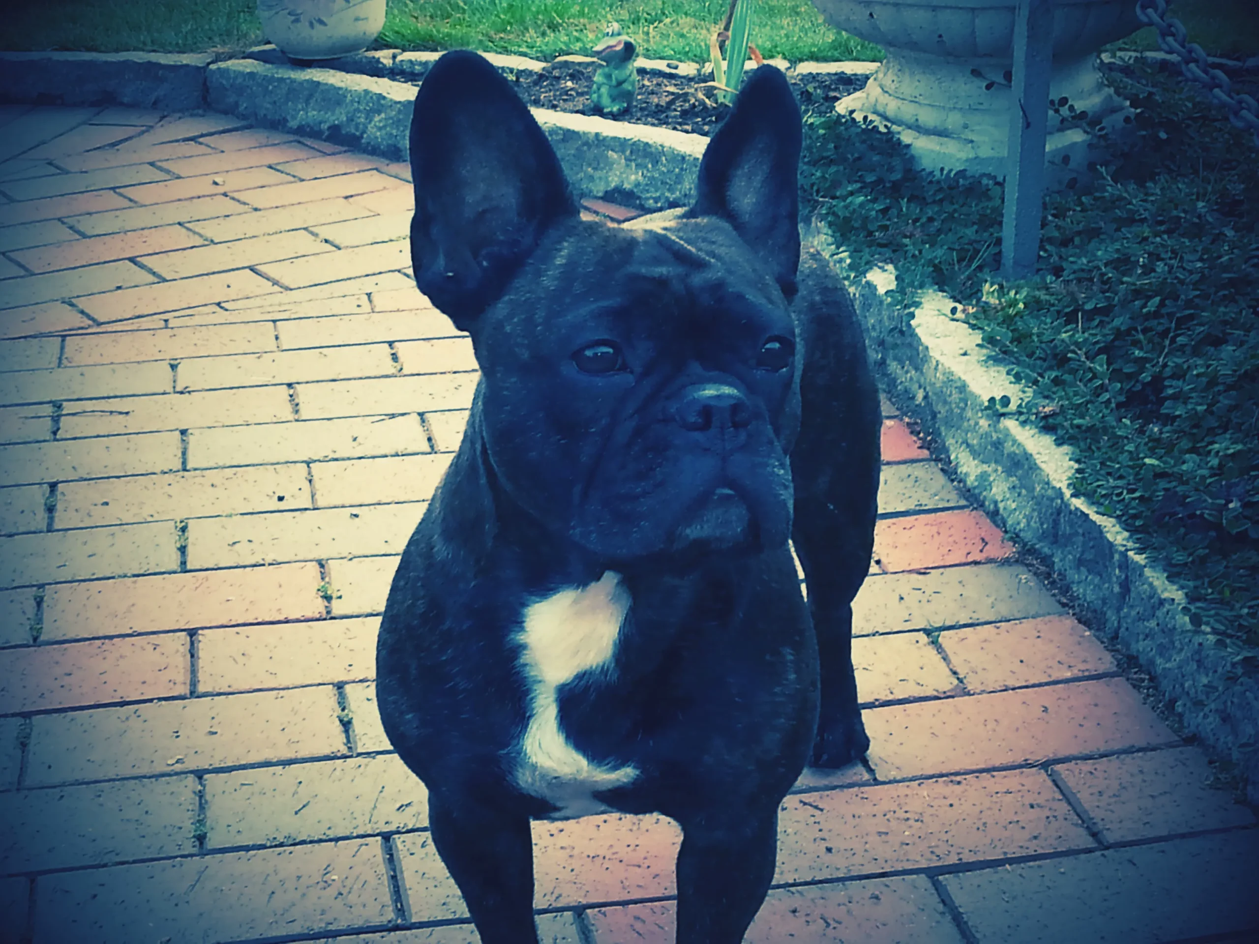 Hundebetreuung Dogsitting