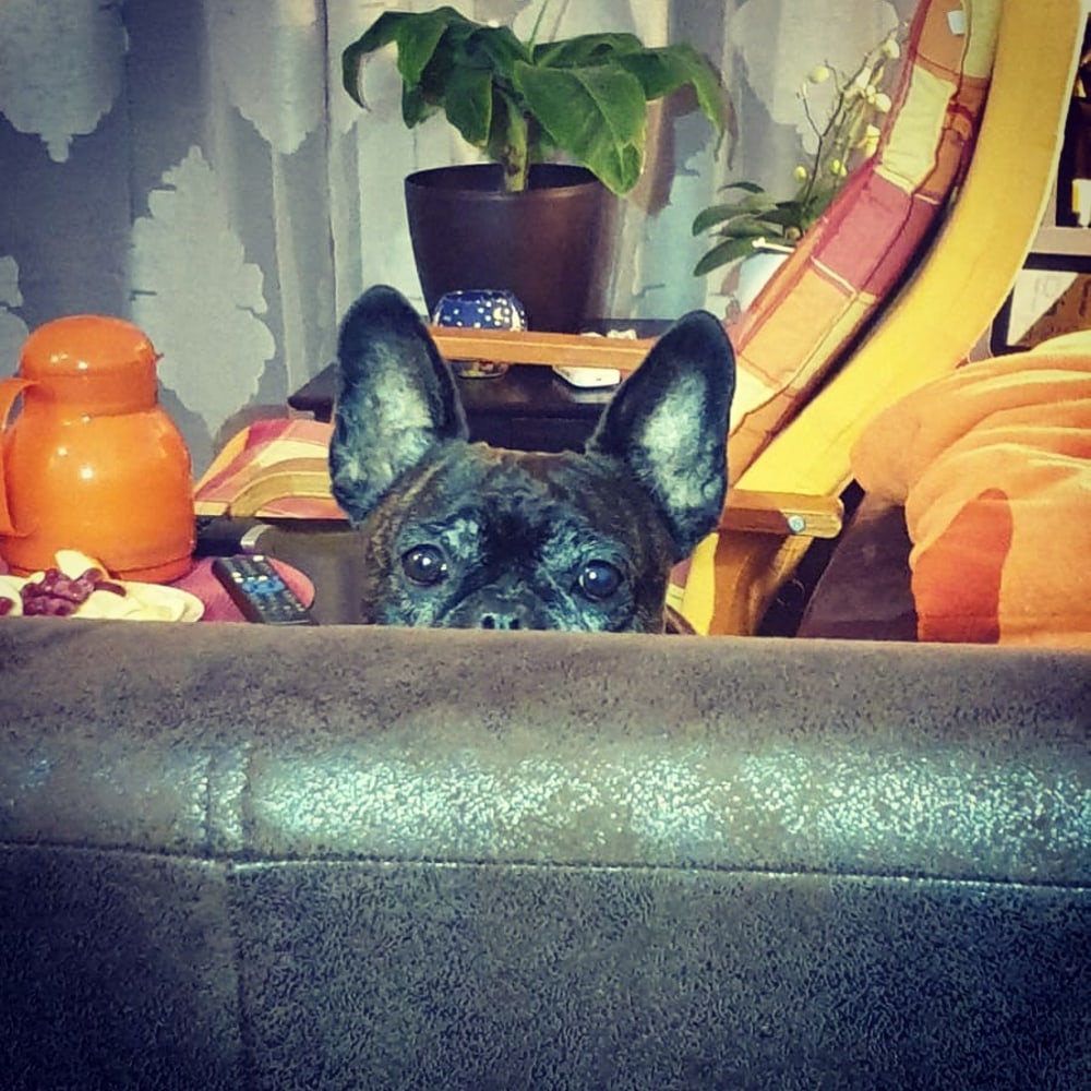 DOG Sitting Service Hundebetreuung