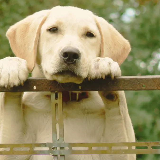 Bindung zum Hund aufbauen