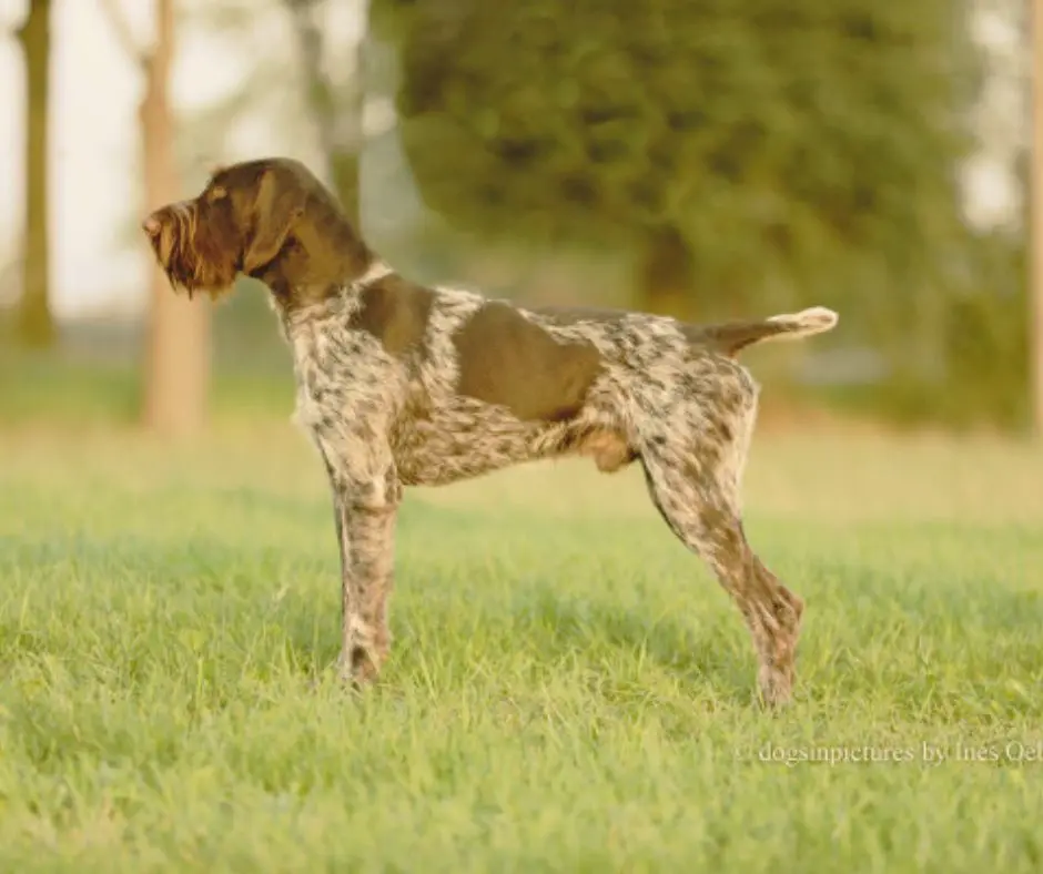 Hundesitting Drahthaar