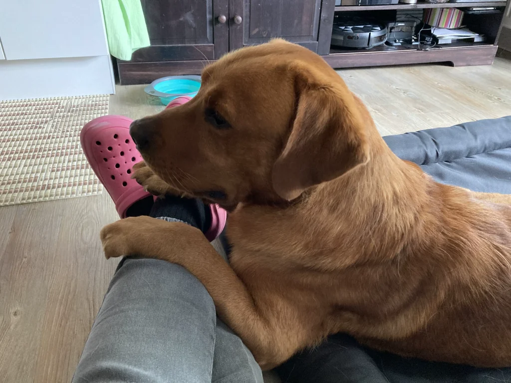 Hunde Sitter mit Labrador