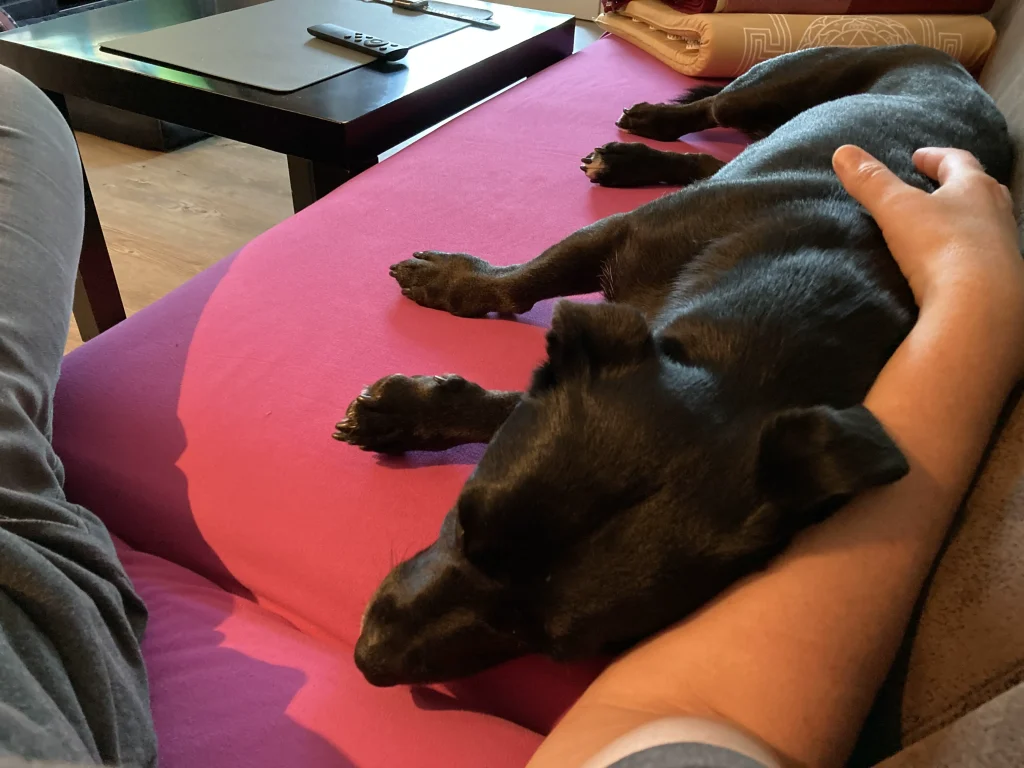 Hundesitting zu Hause
