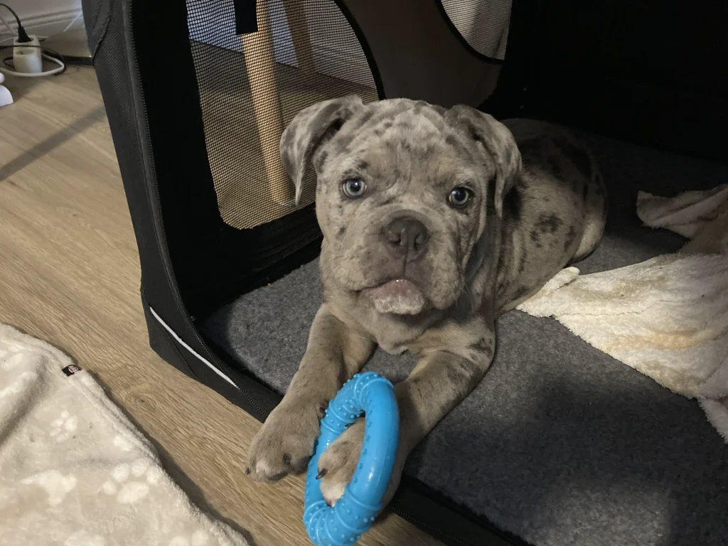 Dogsitting Emma