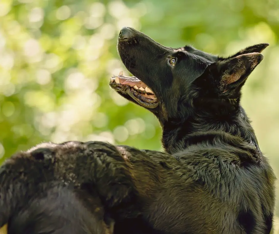 Hundesitting Schäferhund